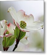 White Dogwood Metal Print