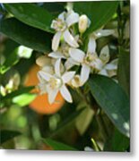 White Orange Blossoms And Leaves In Spring Metal Print