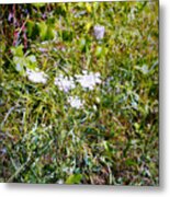 White Flowers In The Prairie - Square Metal Print