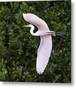 White Great Egret Metal Print