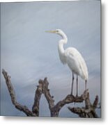 White Great Egret - Standing Tall Metal Print