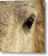 White Horse Eye Metal Print