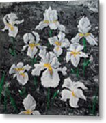 White Irises Metal Print