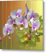 White Moth Orchids Metal Print