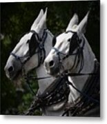 White Mules Metal Print