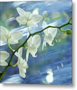 White Orchids On The Move Metal Print