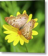 White Peacock Butterfly On Yellow Daisy Metal Print