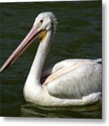 White Pelican Metal Print