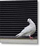 White Pigeon Oahu Metal Print
