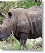 White Rhino In The Klaserie Reserve, Greater Kruger National Park Metal Print