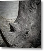 White Rhino Metal Print