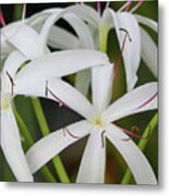 White Spider Lily Metal Print