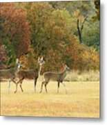 White-tail Deer In Autumn Field Metal Print