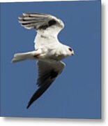 White Tailed Kite In Flight Metal Print