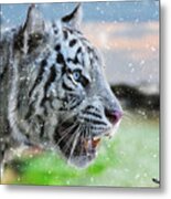 White Tiger In Snow Curious For A Butterfly - Wildlife Photo Metal Print