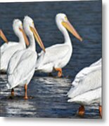 White Waterfowl Metal Print