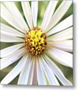 White Wildflower Macro Metal Print