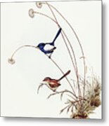 White-winged Wren, Malurus Leucopterus Metal Print