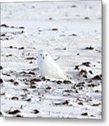 Whiter Than Snow Metal Print