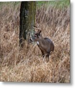 Whitetail Buck In The Grass Metal Print