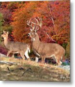Whitetail Deer Art Print - In His Glory Metal Print