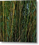 Wild Bamboo Wall Metal Print