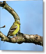 Wild Birds - American Goldfinch Metal Print