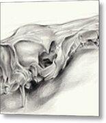 Wild Boar Skull And Metamorphosis Of Life 1 Metal Print