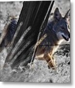 Wild Coyote Metal Print