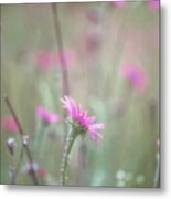 Wild Echinacea Tennesseensis Field Metal Print