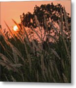 Wild Essence Metal Print