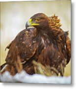 Wild Golden Eagle Portriat Metal Print