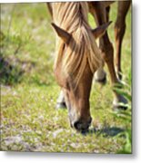 Wild Horse - Flaxen Chestnut Metal Print