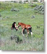 Wild Horses 8a Metal Print