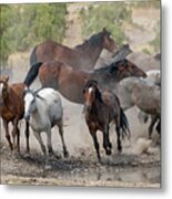 Wild Horses Utah Metal Print
