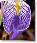 Wild Iris Petal Metal Print