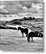 Wild Ponies Of Dartmoor Metal Print