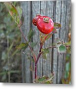 Wild Rose Hips And Fence Post Metal Print