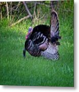 Wild Turkey Gobbler Displaying During Mating Season Metal Print