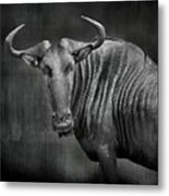 Wildebeest In Black And White Metal Print
