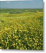 Wildflower Meadow In Central California No.2 Metal Print