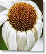 Wilted Daisy Metal Print