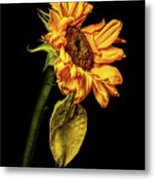 Wilting Sunflower #5 Metal Print