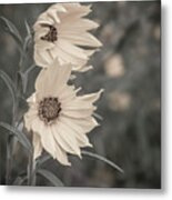 Windblown Wild Sunflowers Metal Print