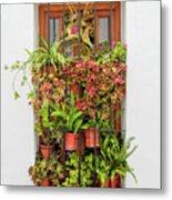 Window Plants Painted Photo Metal Print