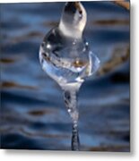 Winter Birding Metal Print