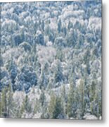 Winter Forest, Palomar Mountain Metal Print
