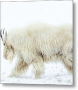 Winter Mountain Goat Metal Print