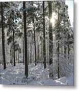 Winter Sun In The Forest Metal Print