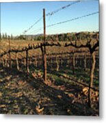 Winter Vines Hart Winery Temecula Metal Print